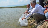 Aydın'da 15 Adet Tatlı Suya 172 Bin 500 Adet Yavru Sazan Bırakıldı