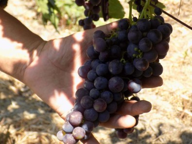 Aydın'da Üzüm Rekoltesinde Düşüş Beklentisi