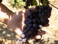 Aydın'da Üzüm Rekoltesinde Düşüş Beklentisi