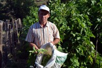 Biga'da Fasulye Hasadı Başladı