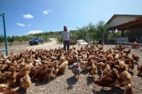 TOPLU TAŞIMA ARACI - Küçük Bir Kümesten 70 Dönümlük Tavuk Çiftliğine