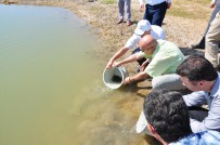 KARABURNA - Nevşehir'de Göletlere 54 Bin Yavru Sazan Bırakıldı