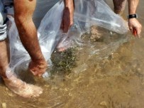 ÇUKURKÖY - Sakarya'da Göletlere 53 Bin Sazan Balığı Yavrusu Bırakıldı
