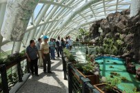 BÖCEK MÜZESİ - Tropikal Kelebek Bahçesi Bayramın 3. Günü Açık Olacak