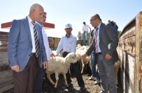 KATKI PAYI - Yozgat'ta Besicilere Damızlık Koç Dağıtımı Yapıldı