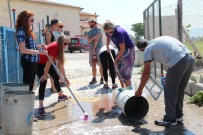 KARETTA KARETTA - Amerikalı Öğrenciler Köpek Barınağını Temizledi