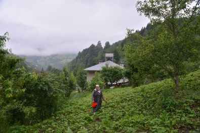 Çilek Üretimiyle Kutsal Topraklara Yolculuk Yapacak