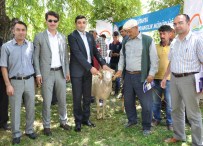 Kütahya'da Damızlık Koç Dağıtımı Töreni