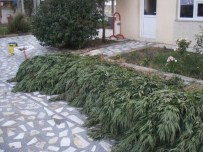 Manisa'da 5 Kilo Esrar Ele Geçirildi