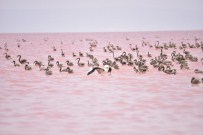 TUZ GÖLÜ - Tuz Gölü'nde 'Kırmızı Beyaz Şölen'