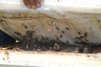 Arıcılıkta 'Oğul Arı'da' Büyük Artış