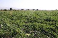 'Doğu'nun Adanası'ndan Yurtdışına Karpuz