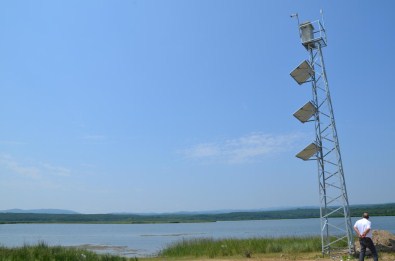 Longoz Ormanları, 24 Saat İzlenecek