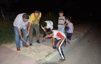 BEDEVI - Manisa Merkezde Yılan Paniği