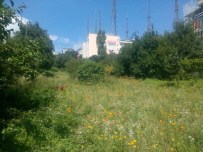 SALIH UZUN - Üsküdar'da Boş Arsalar Çiçek Bahçesine Dönüştü