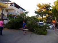 ALTıNKUM - Didim'de Devrilen Ağaç Yolu Trafiğe Kapattı
