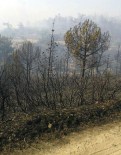 Kırkağaç'taki Orman Yangını Kontrol Altına Alındı