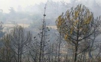 Manisa'daki Yangın Kontrol Altına Alındı
