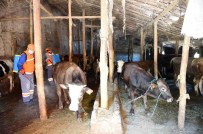 YAZ MEVSİMİ - Haşereyle Mücadele Devam Ediyor