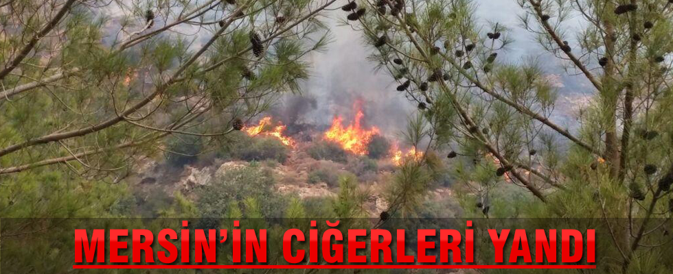 Mersin'de orman yangını