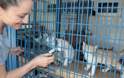 Yavru Kediler Sahiplerini Bekliyor