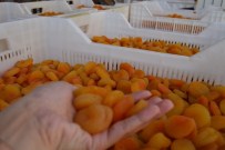 2015 Yılının İlk Kuru Kayısı Mahsulü Görücüye Çıktı