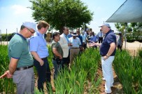 SİNAN GÜL - Adana, Hollanda'nın Rusya'ya Açılan Kapısı Olacak