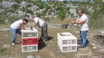 AV YASAĞI - Antalya'da 480 Kınalı Keklik Doğaya Salındı
