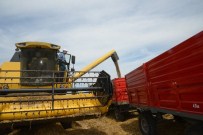 Belediye Başkanı Buğday Hasadı Yaptı