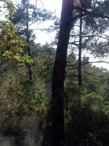 Bodrum'da Orman Yangını