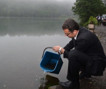 Ordu'da Göllere 45 Bin Sazan Yavrusu Bırakıldı