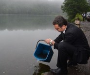 Ordu'da Göllere 45 Bin Sazan Yavrusu Bırakıldı