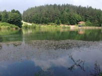 ŞENOL KOCA - Topuk Yaylası'ndaki Gölete 15 Bin Aynalı Sazan Bırakıldı