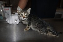 KOZLUCA - Yaralı Kediyi Harçlıklarıyla Veterinere Götürdüler