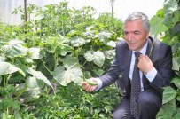 POLİS MÜDÜRÜ - Yozgat'ta Polis Müdürü Hobi Bahçesinde Sebze Yetiştiriyor