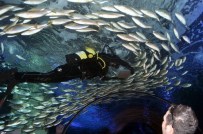 DEV AKVARYUM - Aquavega Akvaryum'u Bayramda 10 Bin Kişi Ziyaret Etti