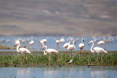 Erçek'te Flamingoların Görsel Şöleni Başladı