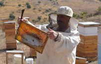 TÜRK PATENT ENSTİTÜSÜ - Siirt'te Bal Üretimi Yüzde 50 Arttı