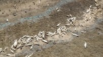 KıZıLKANAT - Sulama Göletinde Binlerce Ölü Balık Kıyıya Vurdu