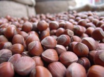 2015 Rekolte Tahmini Açıklandı