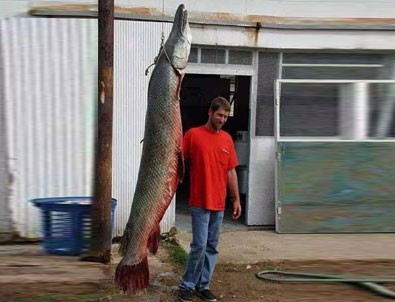 2,5 metrelik balık herkesi şaşkına çevirdi