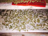 Çeşme'de Uyuşturucu Operasyonu