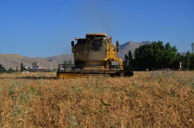 Elbistan Ovasında Buğdayda Rekolte Yüksek, Kalite Düşük
