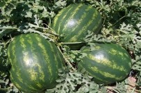 Karacabey Karpuzu Çiftçiyi Güldürmedi