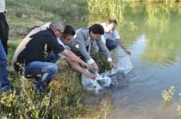 Kütahya'daki Göletlere 45 Bin 500 Yavru Sazan