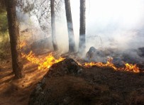 ORMAN ARAZİSİ - Siirt'te Orman Yangını