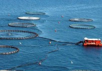 Su Ürünleri Sektörünün Geleceği Yetiştiricilikte