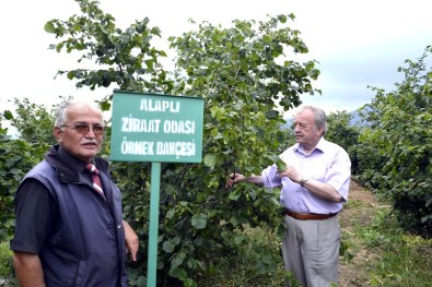 Alaplı'da Fındık Hasadı