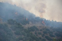 Aydın'da Orman Yangını