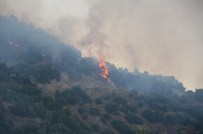 Aydın'da Zeytinlik Yangını